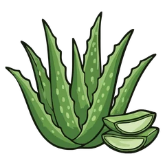 Aloe vera