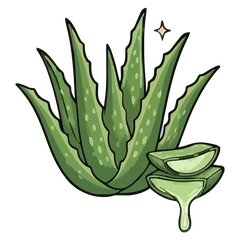 Aloe vera