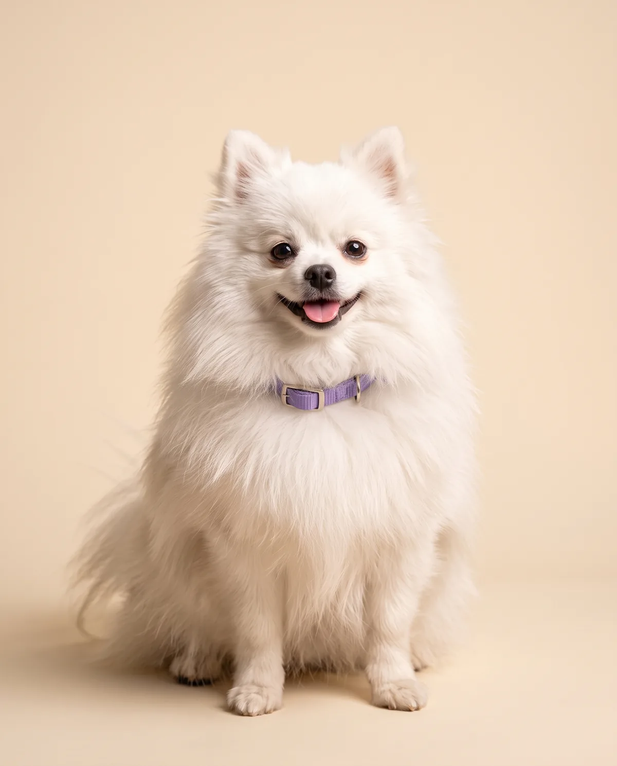 Mochi the white Pomeranian with a lavender collar